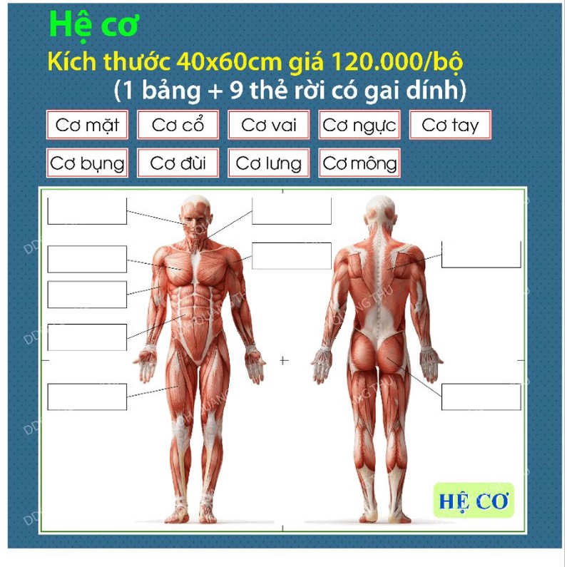 [Đồ dùng dạy học] Hệ cơ