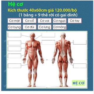 [Đồ dùng dạy học] Hệ cơ