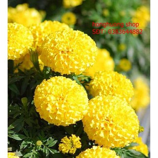 Hạt giống hoa vạn thọ Pháp cao vàng chanh