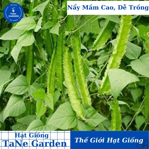5Gr Hạt Giống Đậu Rồng/ Đậu Khế - TaNe Garden