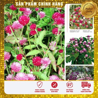 Bộ gói hạt giống Cúc bách nhật
