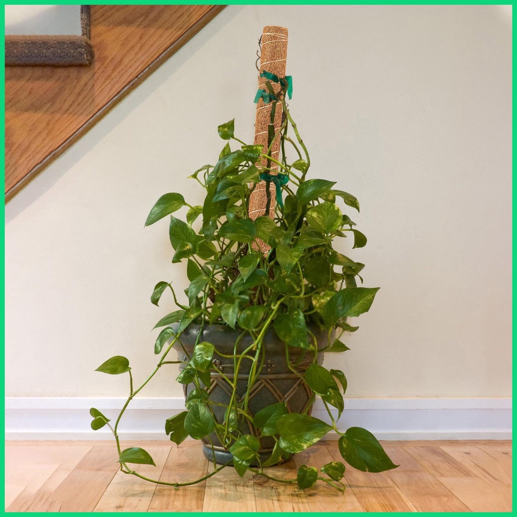 Cây Rêu Tự Nhiên Có Thể Uốn Cong Dùng Để Trồng Cây Monstera Và Chậu Trồng Cây Tự Nhiên