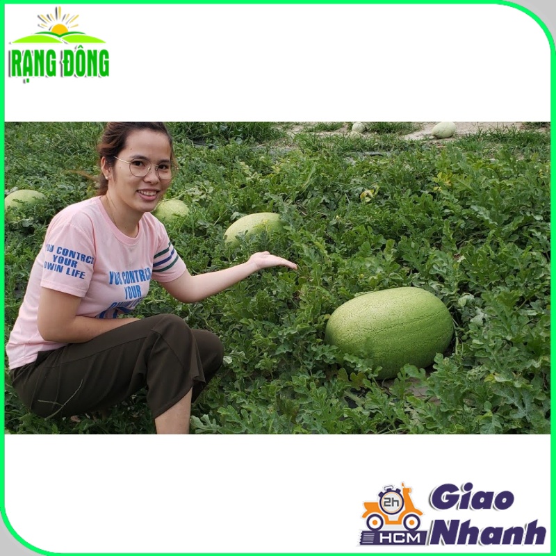 Hạt giống Dưa Hấu Lai F1 Khổng Lồ TIGER trái to chắc, nặng 10-12 Kg, ruột đỏ  - Hạt giống Rạng Đông
