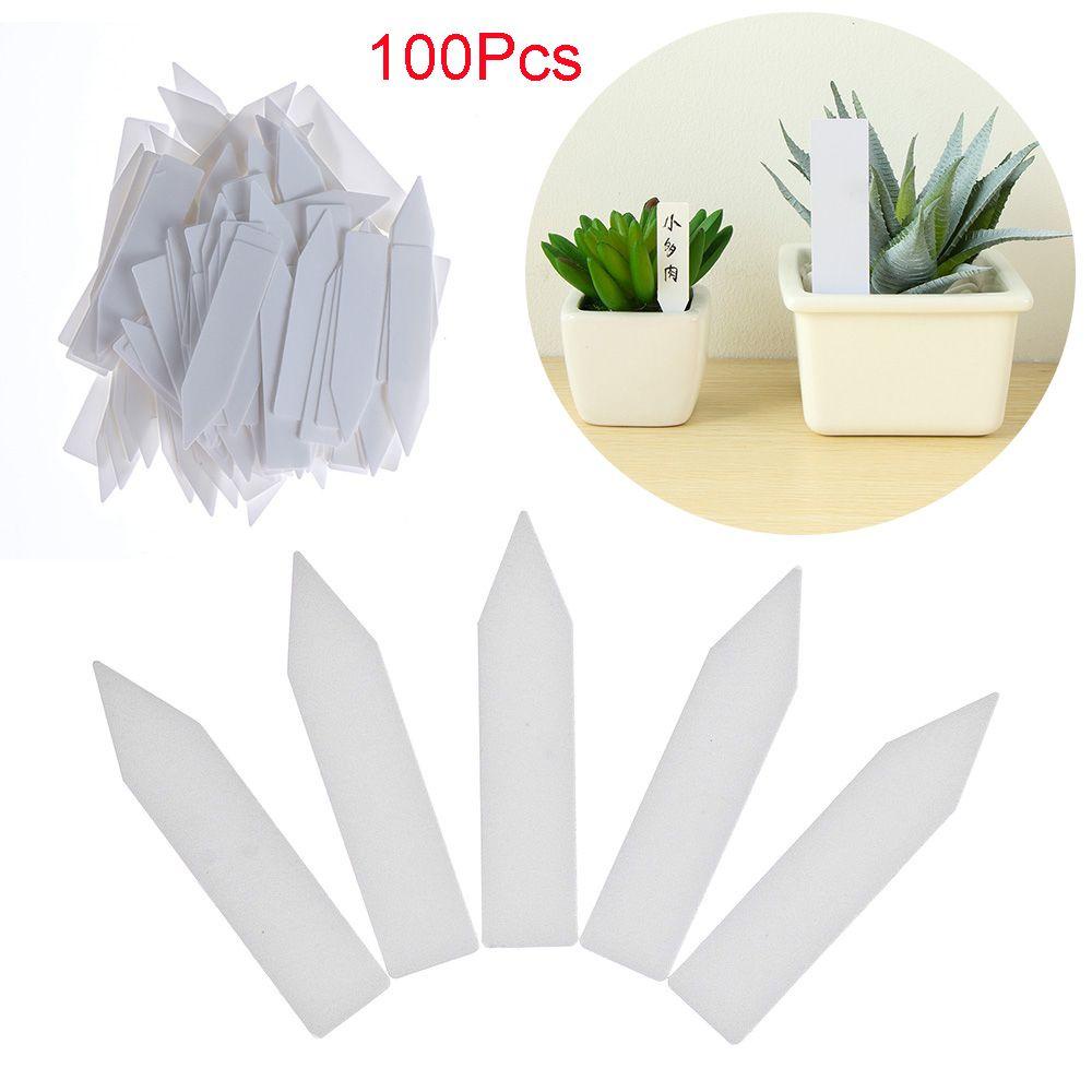 100 Hạt Giống Cây Chống Thấm Nước