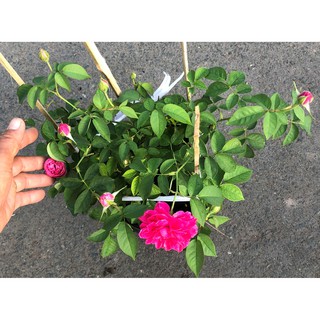 Chậu cây hoa hồng Tường Vy