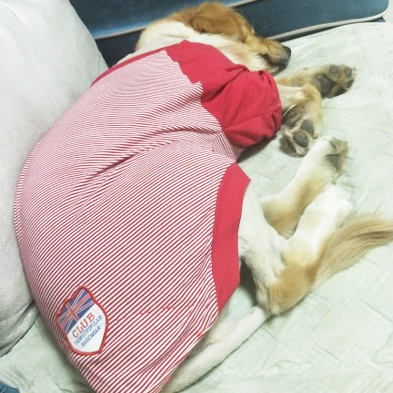 Áo mặc mùa hè thoáng khí cho thú cưng