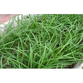 HẠT GIỐNG RAU HẸ TA GÓI 5GRAM