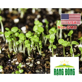 100h hạt giống hoa dạ yến thảo tím khỏe rất dễ trồng luykyseedvn