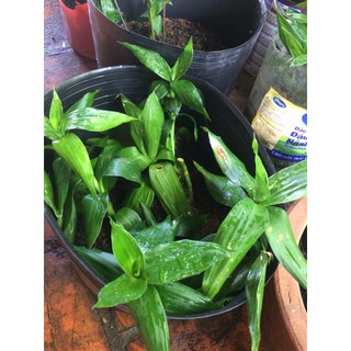 1 cây phát tài búp sen