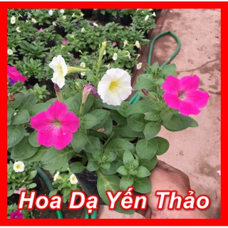 CÂY DẠ YẾN THẢO / HOA DẠ YẾN THẢO - ( Vườn nhà ) - Kèm Chậu