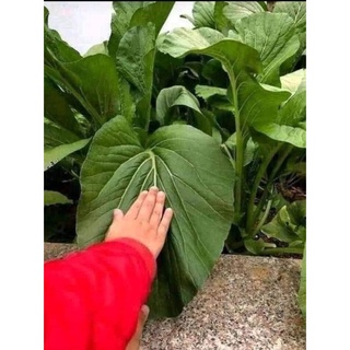 Gói 50 Gram hạt giống cải ngọt khổng lồ