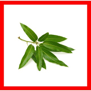 LÁ XOÀI TƯƠI ( 1kg ) - Vườn Nhà