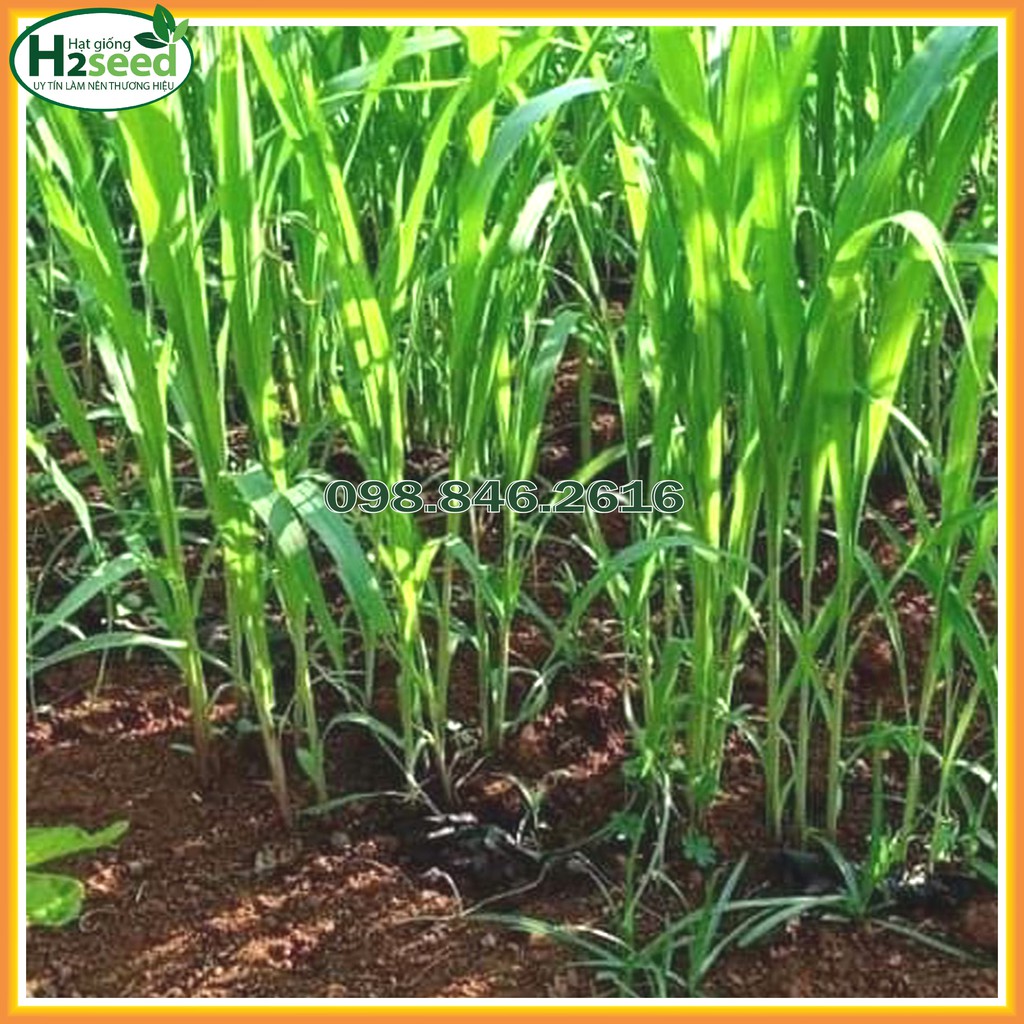 Hạt giống cỏ Voi Lai - gói 100g - Cỏ giàu dinh dưỡng dùng trong chăn nuôi trâu, bò, cá, thỏ...