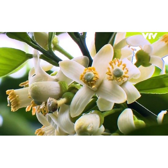 Phân bón Flower+. Giúp cây trồng ra hoa nhanh, nhiều đồng loạt khoẻ, hạn chế rụng hoa.