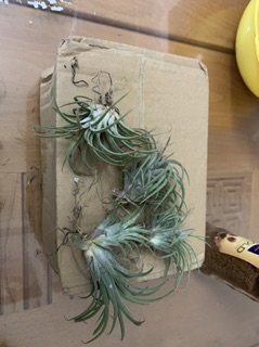 Cây không khí(Tillandsia )