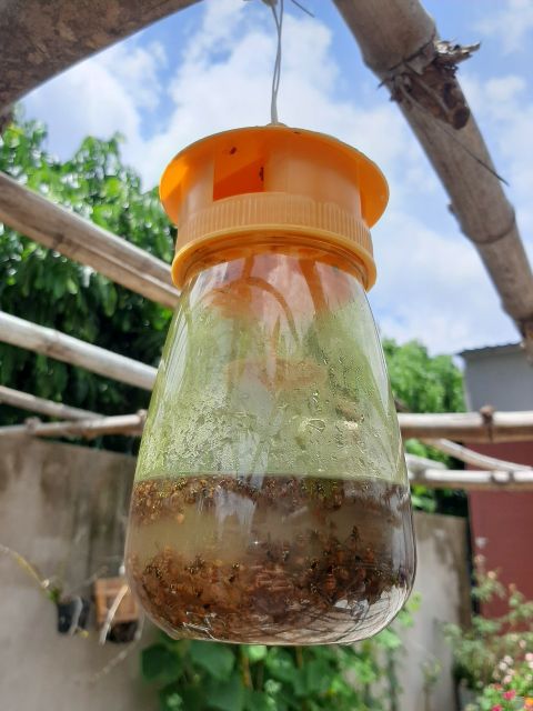 1 ống dẫn dụ RV (ống 2ml)
