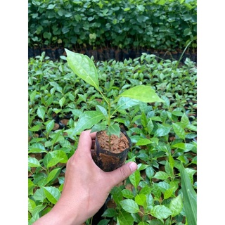 combo 2cây giống kèn hồng