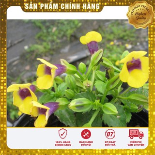 Hạt giống hoa mắt nai mix (10 Hạt )
