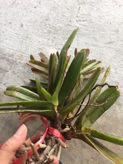 lan quế tím 35k/bó/4cay