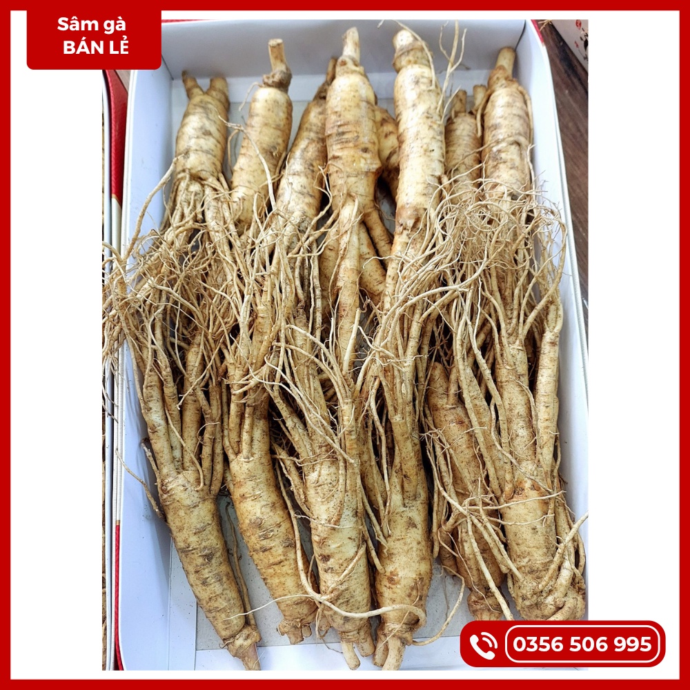 (85k/1củ - Khi mua 3 củ) SÂM TƯƠI 20-30CỦ/KG, Nhân Sâm Tươi Hàn Quốc, ngầm bình, hầm nấu bồi bổ sức khoẻ