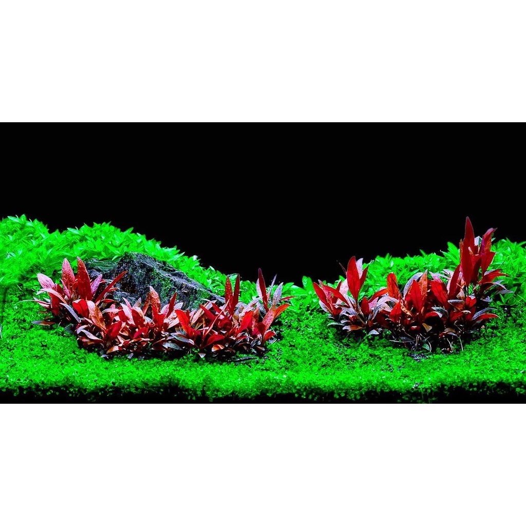 Cây Huyết Tâm Lan Gân Trắng | Cây Thuỷ Sinh Trung Cảnh, Hậu Cảnh Với Màu Đỏ Cực Đẹp