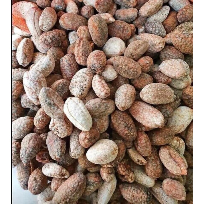 Chuối rừng hỗ trợ giảm gout, bệnh dạ dày, mỡ máu, bệnh thận,ho ra máu, ngâm rượu