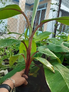 Cây chuối đỏ cao 1m