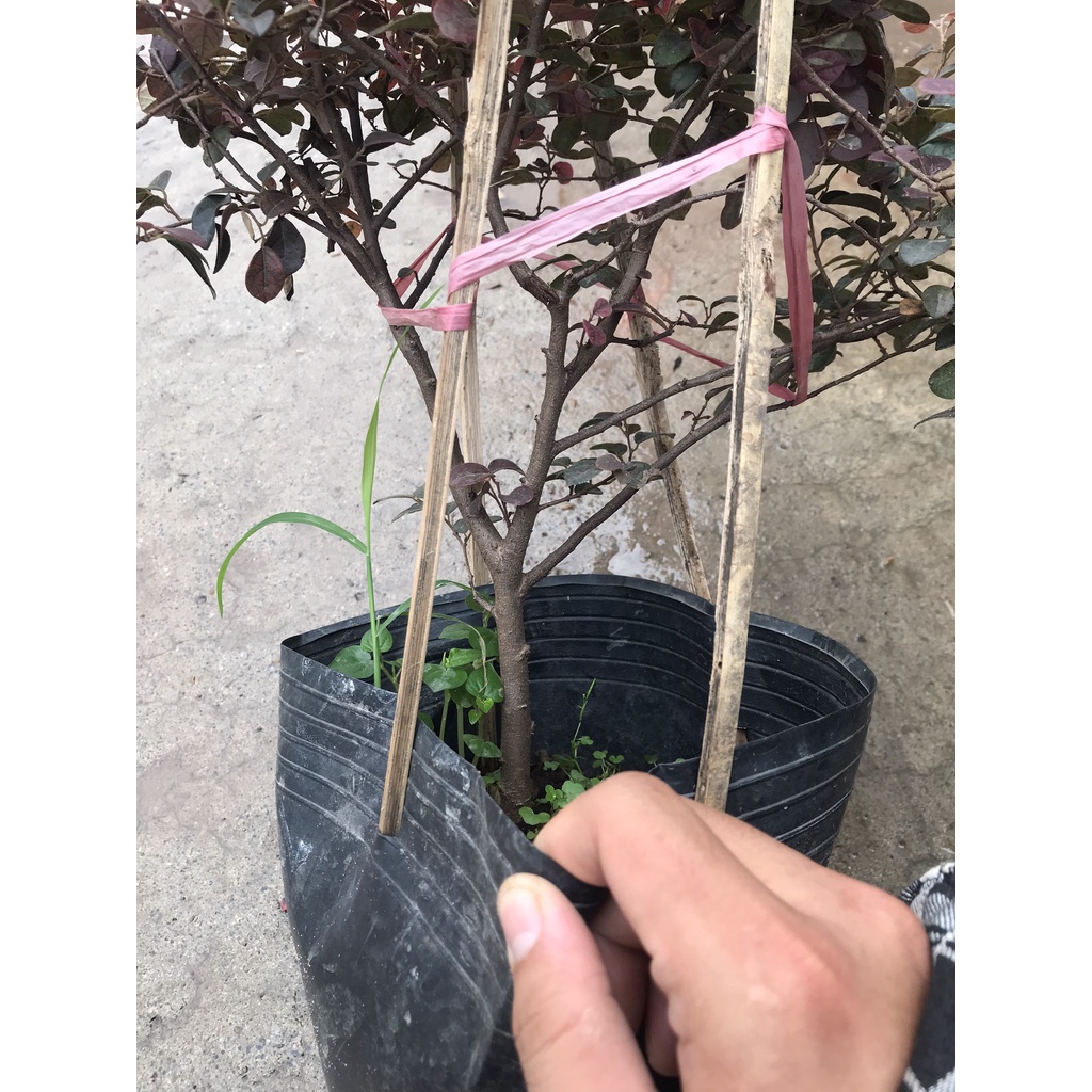 Cây hồng phụng chiều cao 20-25cm, hoa đỏ tán lá xòe đẹp mắt  cây cảnh trang trí sân vườn, ban công