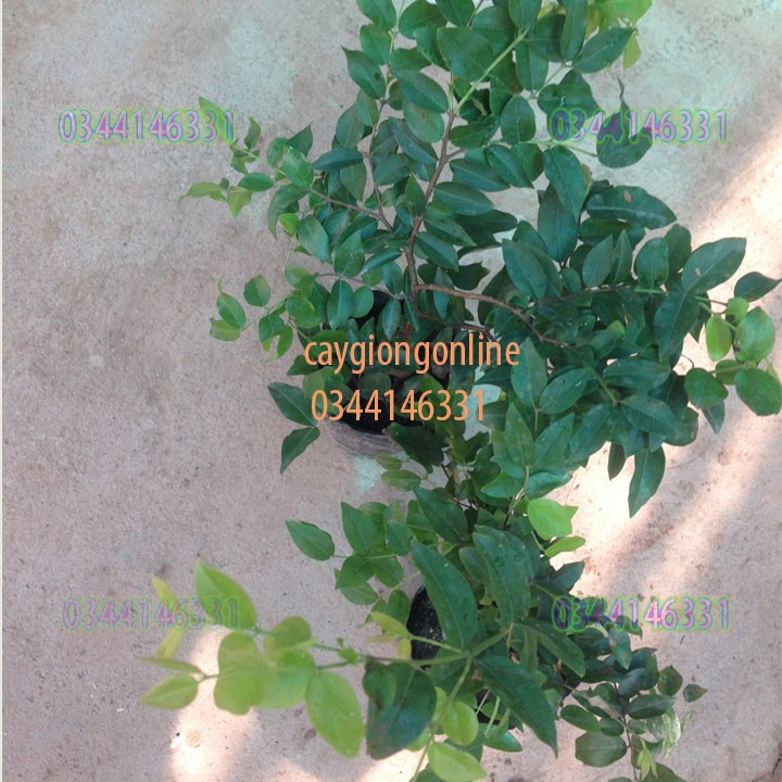 Cây nho thân gỗ bé