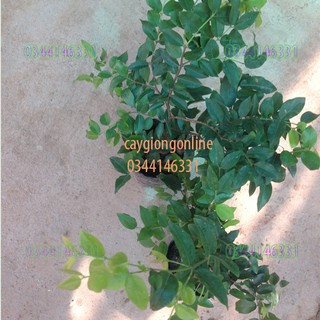 Cây nho thân gỗ bé