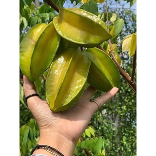 Cây giống khế chua