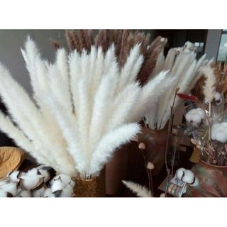 Cỏ lau pampas glass- cỏ lau nhuộm trang trí decor phong cách bắc âu