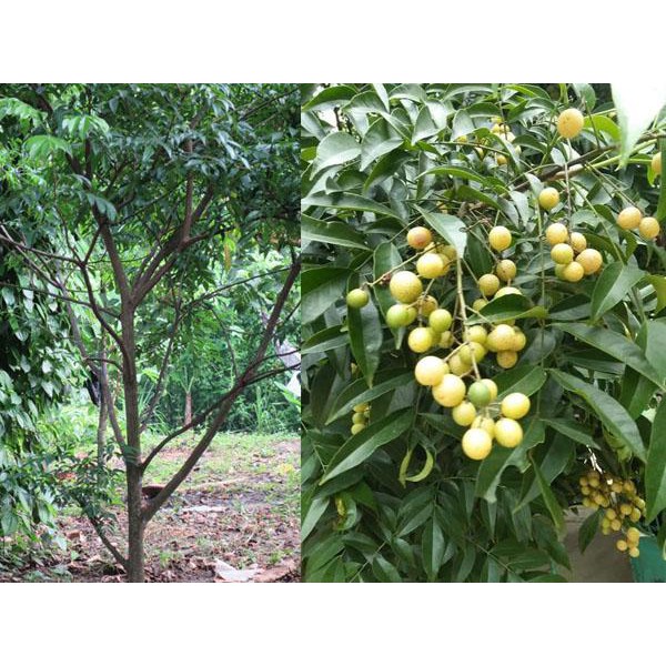 Cây giống mắc mật