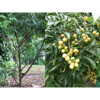 Cây giống mắc mật