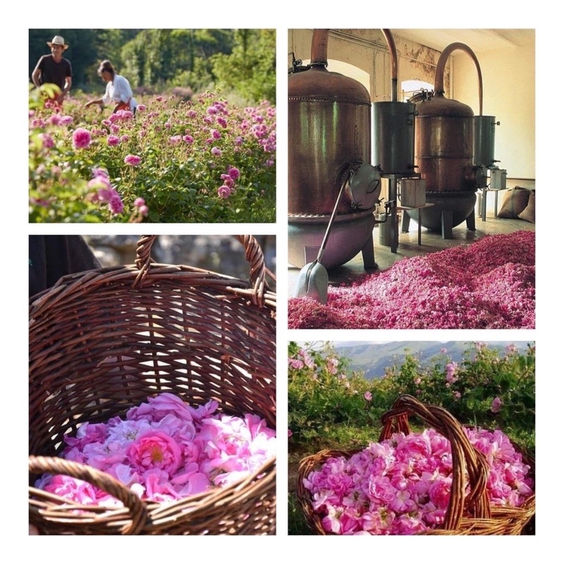 Nước hoa nội địa Pháp Fragonard Rose de Mai hương hoa hồng