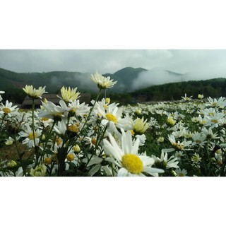 Gói 100 hạt giống hoa cúc hoạ mi trắng