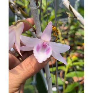 Giả hạc hồng k1 gieo hạt