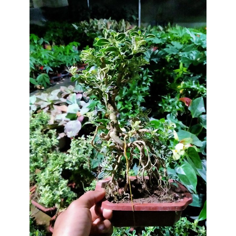 Bạch Tuyết Mai Bonsai để bàn
