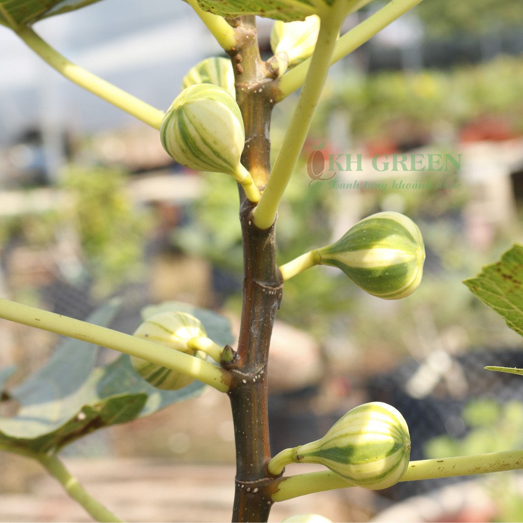 Cây giống sung Mỹ trái sọc cẩm thạch Panache Tiger