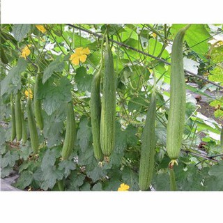 10 Hạt Giống Mướp Hương