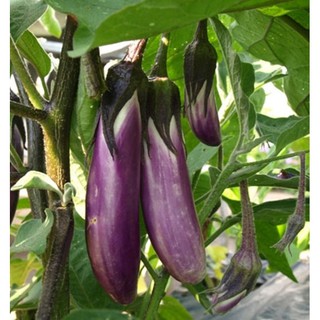 HẠT CÀ NÂU CƠM XANH CÀ TÍM DÀI - GÓI 1 GRAM