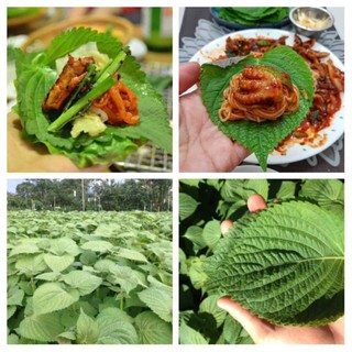 Hạt giống lá mè hàn quốc (rau lá vừng hàn quốc)  0.5gram - HGT