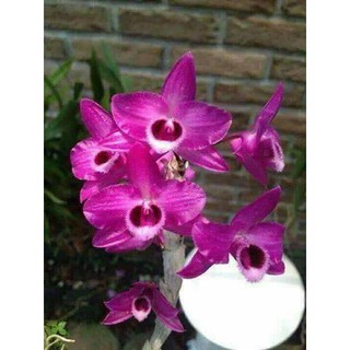 Trầm mai huyết tử - Trầm siêu tím