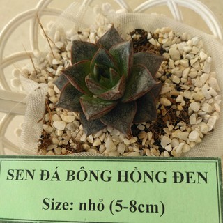Sen đá bông hồng đen - size nhỏ (5-8cm)