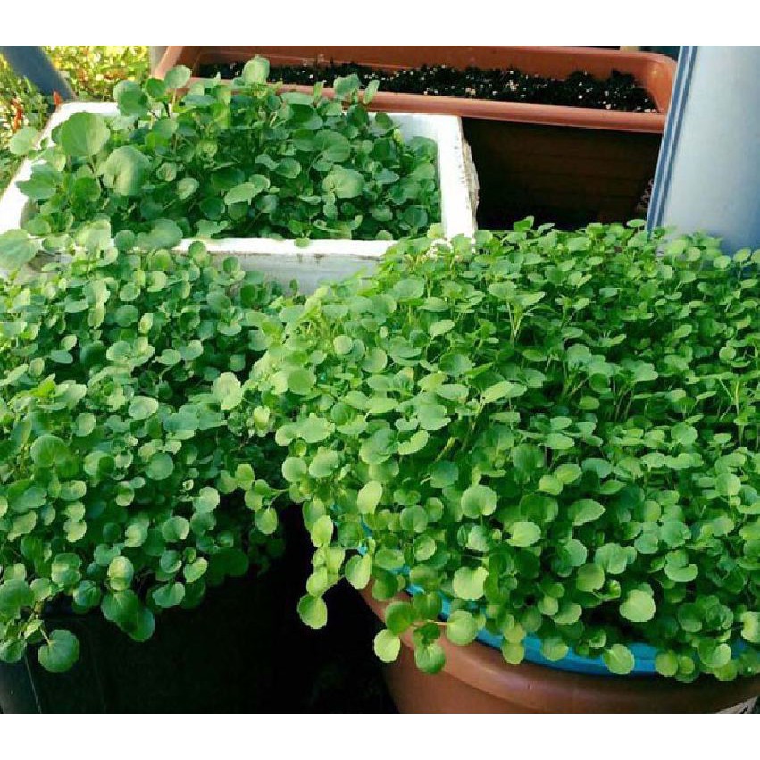 Hạt Giống Rau Cải Xà Lách Xoong - 1 gói 1gram