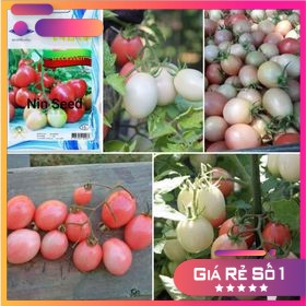 Hạt giống cà chua trứng hồng