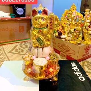 Cây tỏi ngũ đậu- Mèo chiêu tài lộc