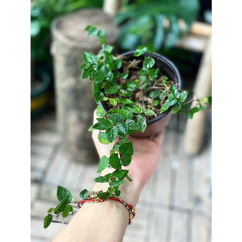 Cây Ficus pumila Green Sunny (Vảy Ốc, Dây Thằn Lằn) chậu nhựa 10cm