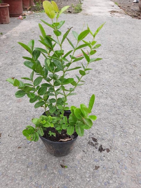 Cây siro chậu lớn