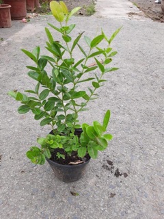Cây siro chậu lớn